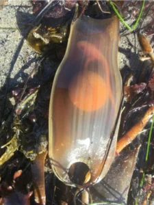 Swellshark egg pouch with developing embryo visible inside