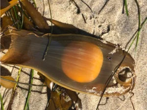 Swellshark egg pouch with yolk visible inside 0