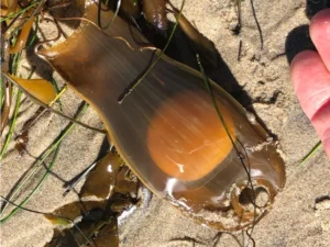 Swellshark egg pouch with yolk visible inside