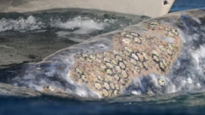 The back of a Grey Whale covered in Barnacles