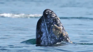 The chin of a grey whale with Barnacles