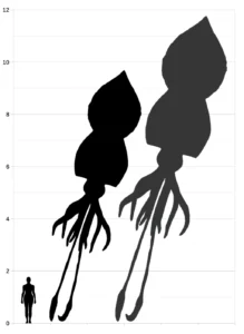 The size of Colossal Squid compared to humans