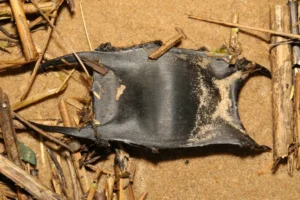 Thornback Skate egg pouch