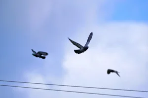 Three pigeons in flight