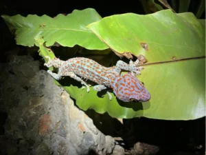Tokay gecko on a green leaf 2