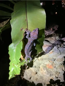 Tokay gecko on a green leaf