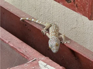 Tokay gecko on a metal railing