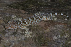 Tokay gecko