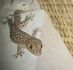 Tokay gecko on a white concrete pillar