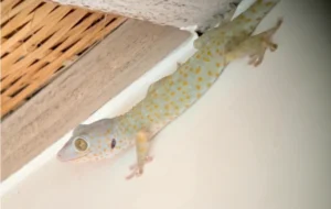 Tokay gecko on a white floor 1