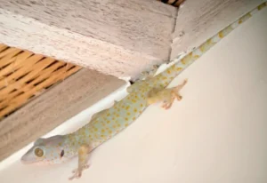 Tokay gecko on a white floor
