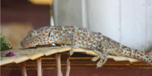 Tokay gecko on a woven basket