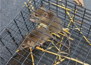 Two Brown Rats in a cage