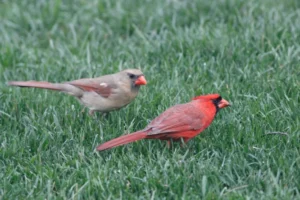 Two Northern Cardinals on green grass