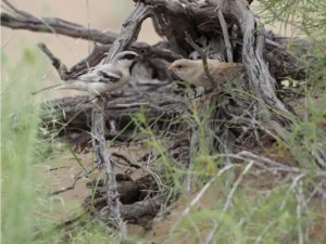 Two Zarudny's Sparrow on a dead tree