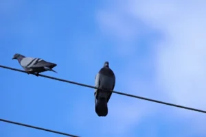 Two pigeons on an electricity line