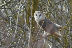 Western Barn Owl