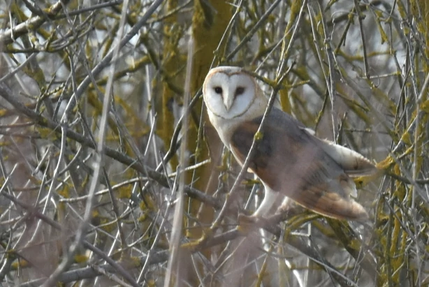 Western Barn Owl