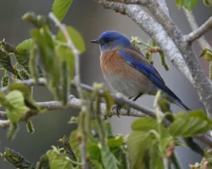 Western Bluebird