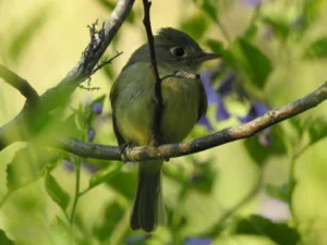 Western Flycatcher