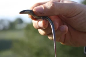 Western Skink between two fingers 0