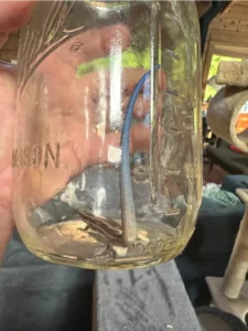 Western Skink in a glass jar