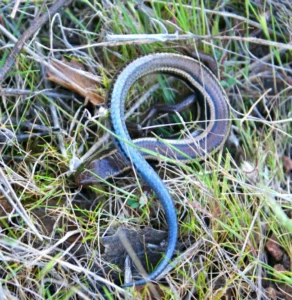 Western Skink in the grass