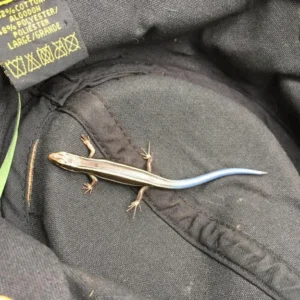 Western Skink on a backpack