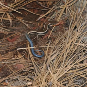 Western Skink on dry grass