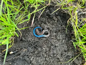 Western Skink on the ground 2