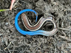 Western Skink on the ground