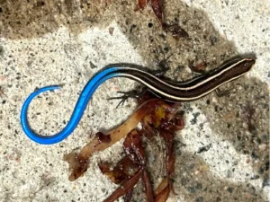 Western Skink on wet ground