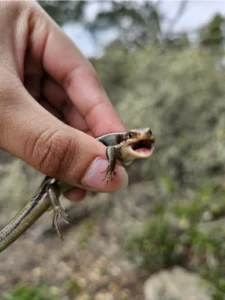 Western Skink showing its teeth