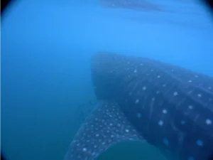 Whale shark