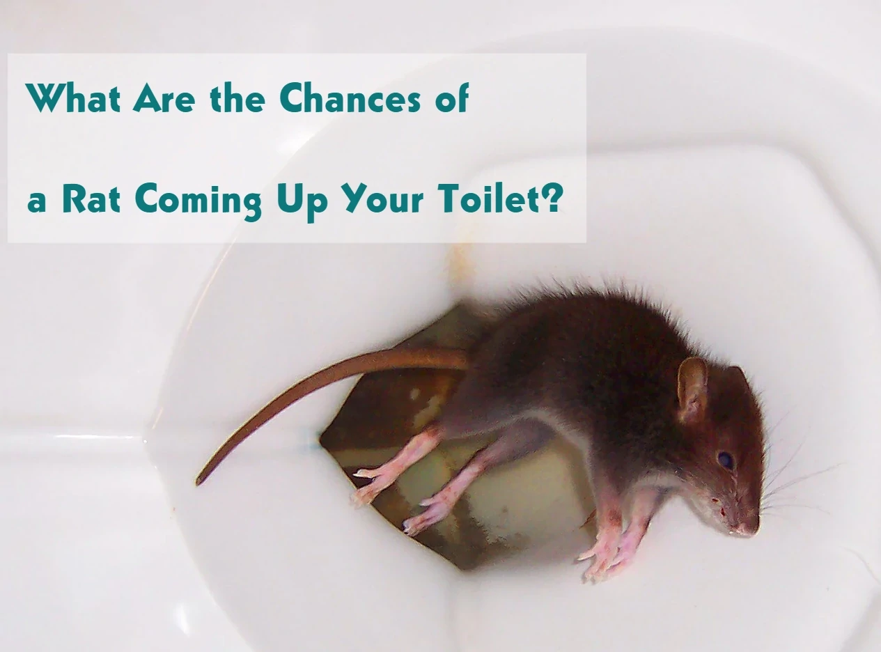 What Are the Chances of a Rat Coming Up Your Toilet?