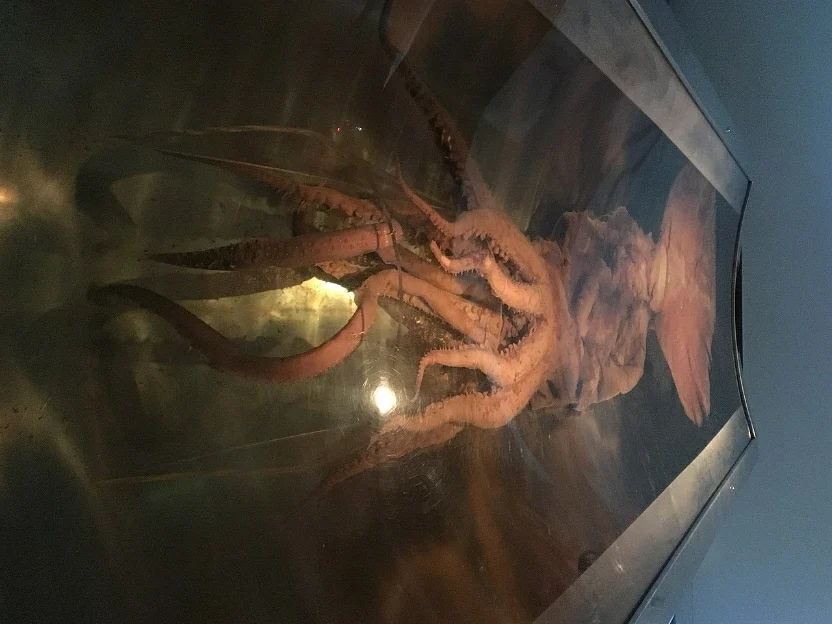 What Do Colossal Squid Eat?