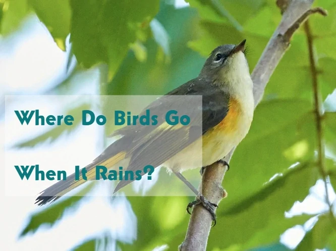 Where Do Birds Go When It Rains?