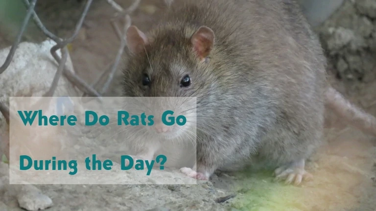 Where Do Rats Go During the Day?