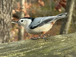 White-breasted Nuthatch
