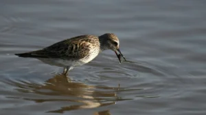 White-rumped Sandpiper catching fish in the water