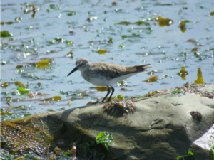 White-rumped Sandpiper on a rock next to a swamp