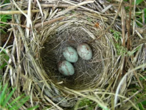 White-throated Sparrow nest with eggs