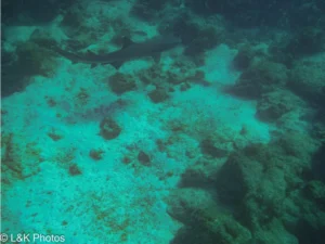 Whitetip reef shark 0