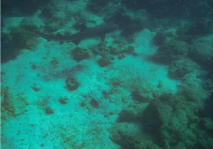 Whitetip reef shark 0