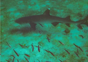 Whitetip reef shark