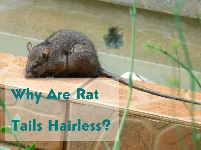 Why Are Rats Tails Hairless?