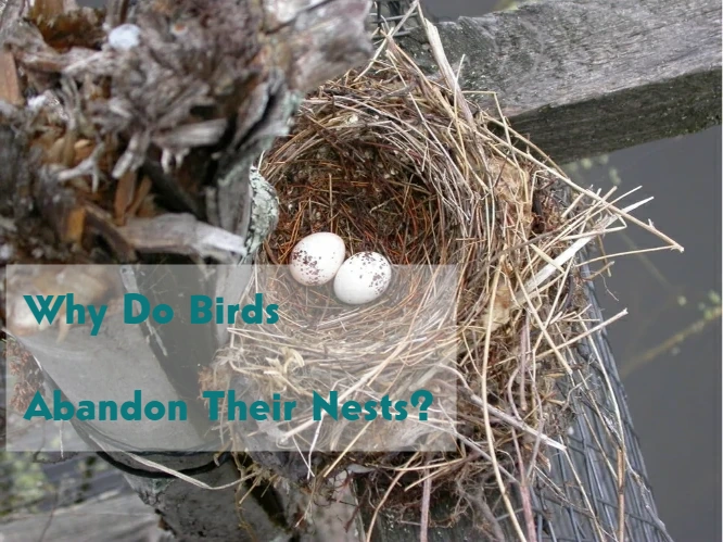 Why Do Birds Abandon Their Nests?
