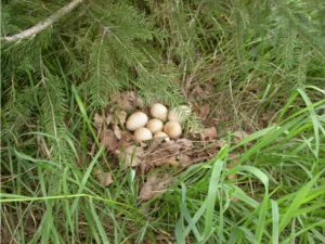 Wild Turkey nest on the ground