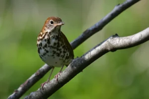 Wood Thrush