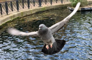 pigeon flying over water